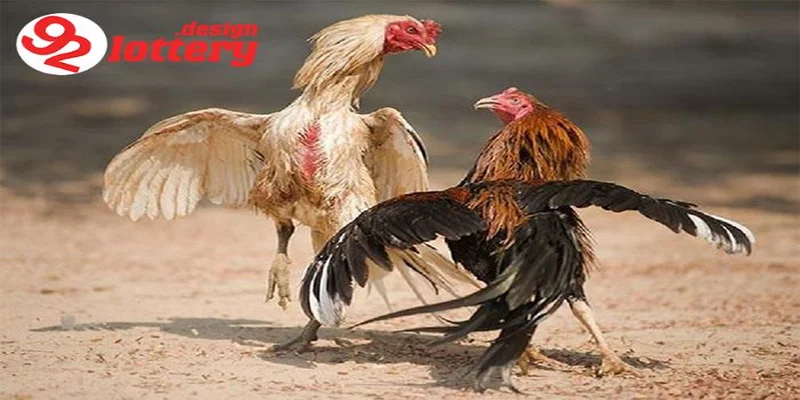 Cách Nuôi Gà Đá Bo Lớn – Tuyệt Chiêu Nuôi Chiến Kê Đỉnh Cao 3 Các yếu tố quan trọng giúp gà đá bo lớn