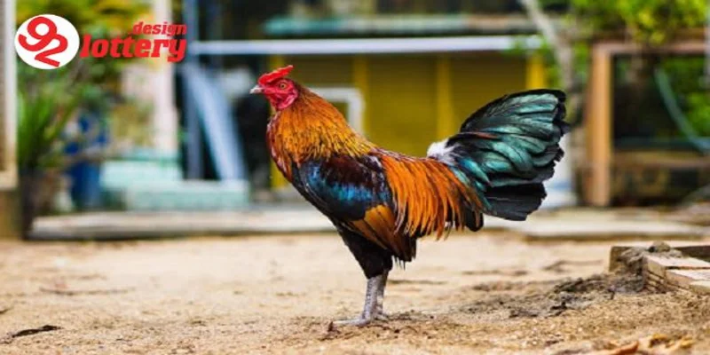 Cách Nuôi Gà Đá Bo Lớn – Tuyệt Chiêu Nuôi Chiến Kê Đỉnh Cao 4 Bí quyết cách nuôi gà đá bo lớn hiệu quả nhất