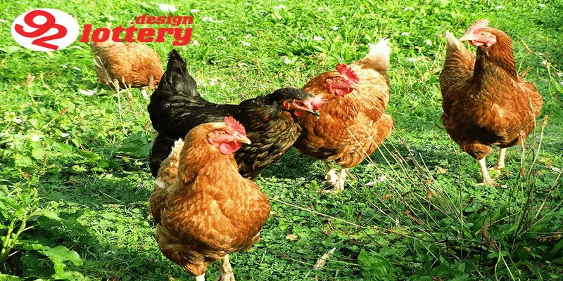 Cách Xổ Lãi Cho Gà – Hướng Dẫn Giúp Gà Sung Mãn, Đá Hay 2 Cách xổ lãi cho gà là gì và vì sao cần thực hiện