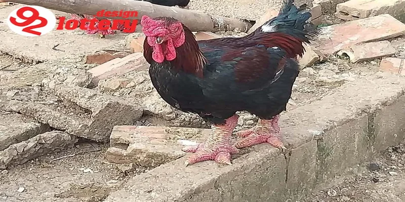 Cách Xổ Lãi Cho Gà – Hướng Dẫn Giúp Gà Sung Mãn, Đá Hay 3 Hướng dẫn cách xổ lãi cho gà hiệu quả