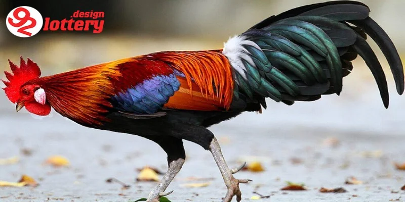 Cách Xổ Lãi Cho Gà – Hướng Dẫn Giúp Gà Sung Mãn, Đá Hay 4 Những lưu ý quan trọng khi áp dụng cách xổ lãi cho gà